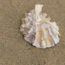 MAY MARTIN X THE SHOP Pacifica Sun Charm Bracelet